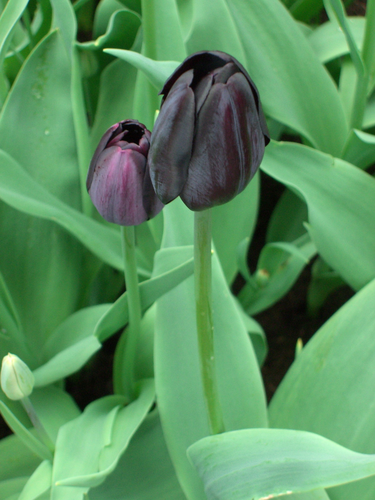 Netherlands Keukenhof